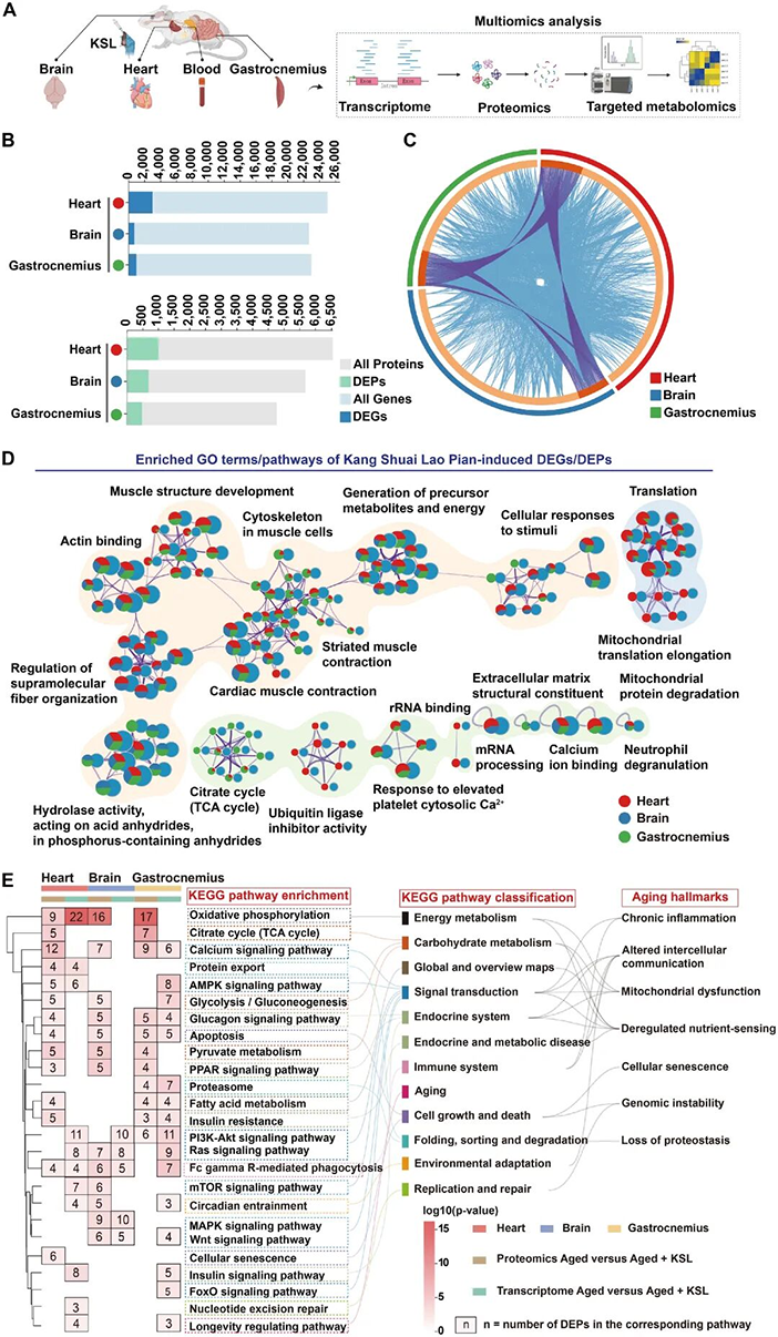 1774934996393753NqiU.png 图片1.png